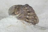 Enrolled Kainops Trilobite - Oklahoma #95718-4